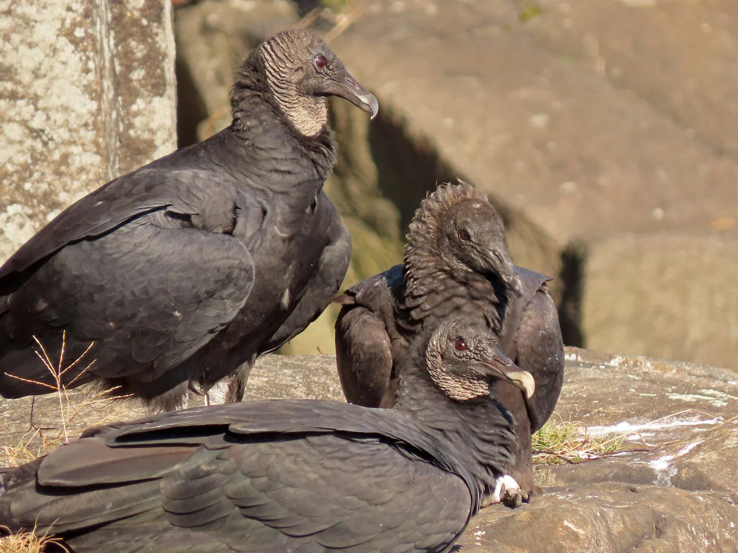 Black Vultures — Susan Kirby